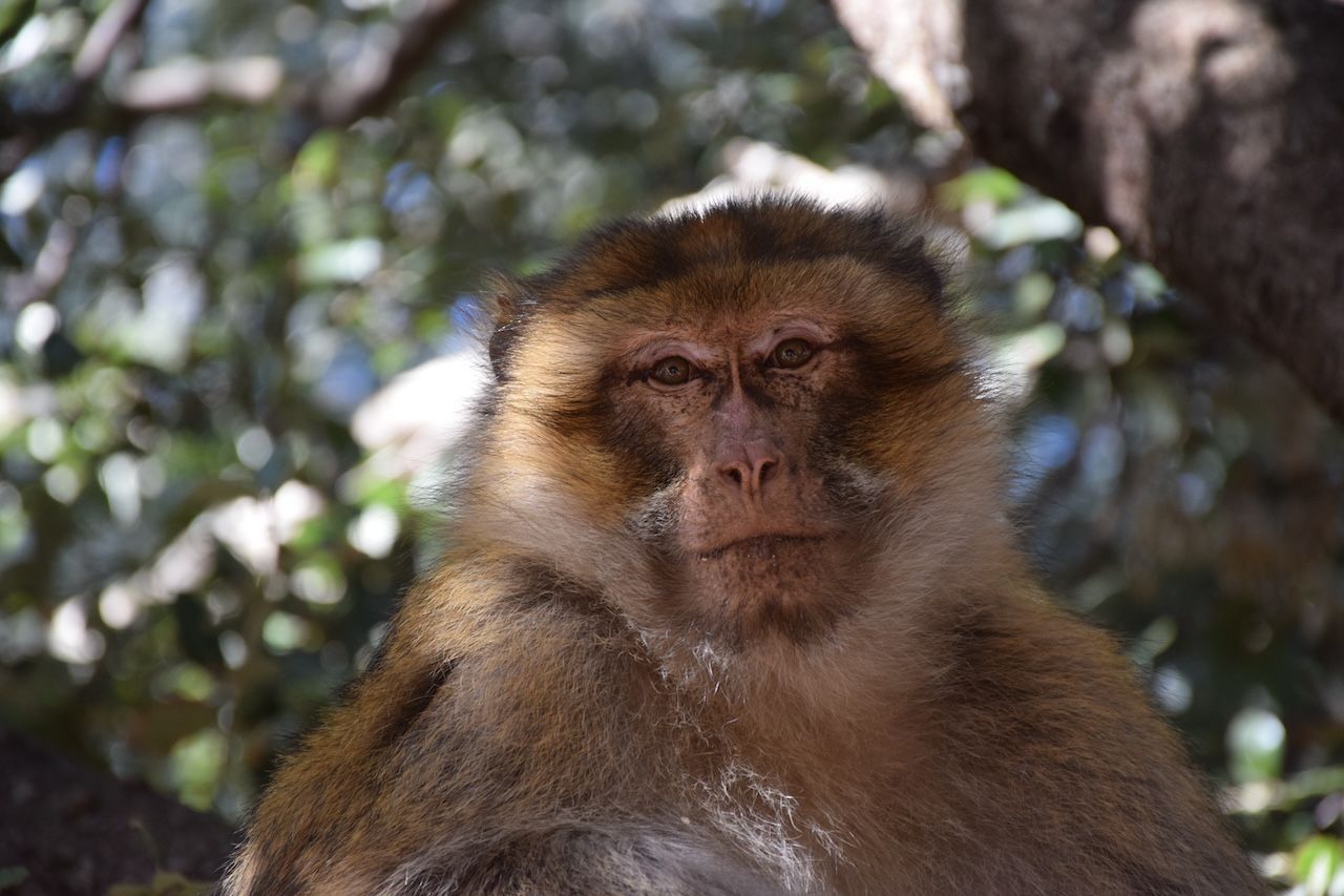 Macaque in Ifrane, Morocco