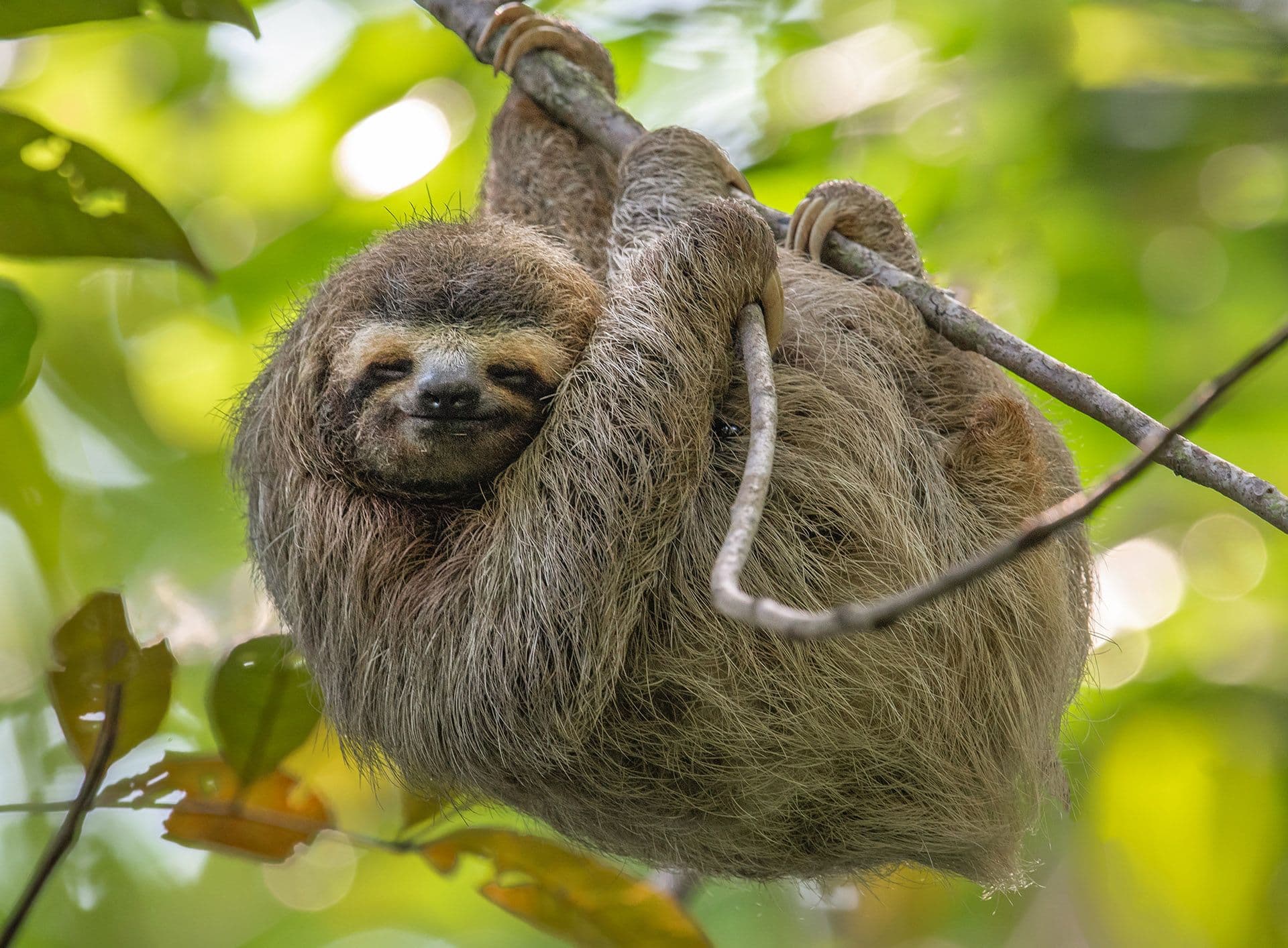 Sloth in Costa Rica © Harry Collins Photography/Shutterstock