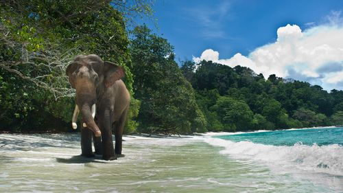 Elephant walking on the beach. Andaman Islands, India © TOWANDA1961/Shutterstock