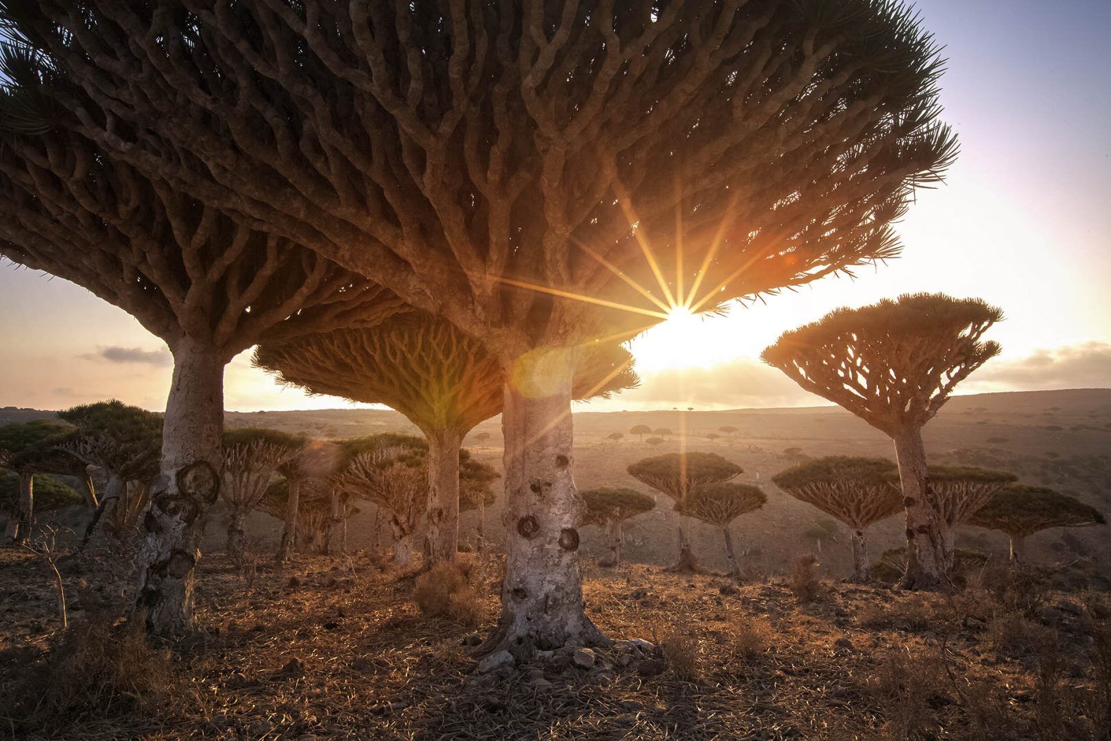 You won't forget the dragon trees of Socotra Island