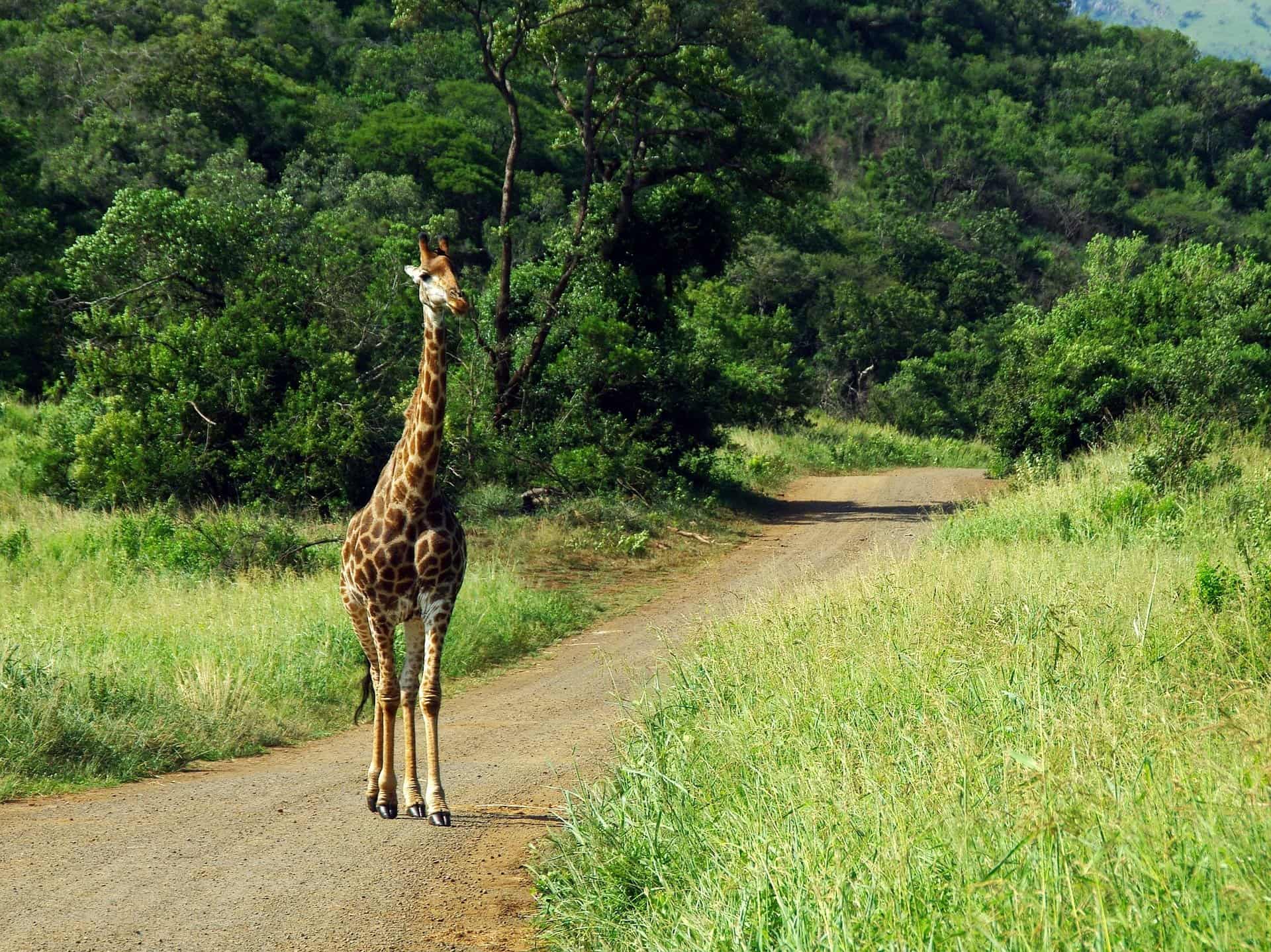 South Africa park