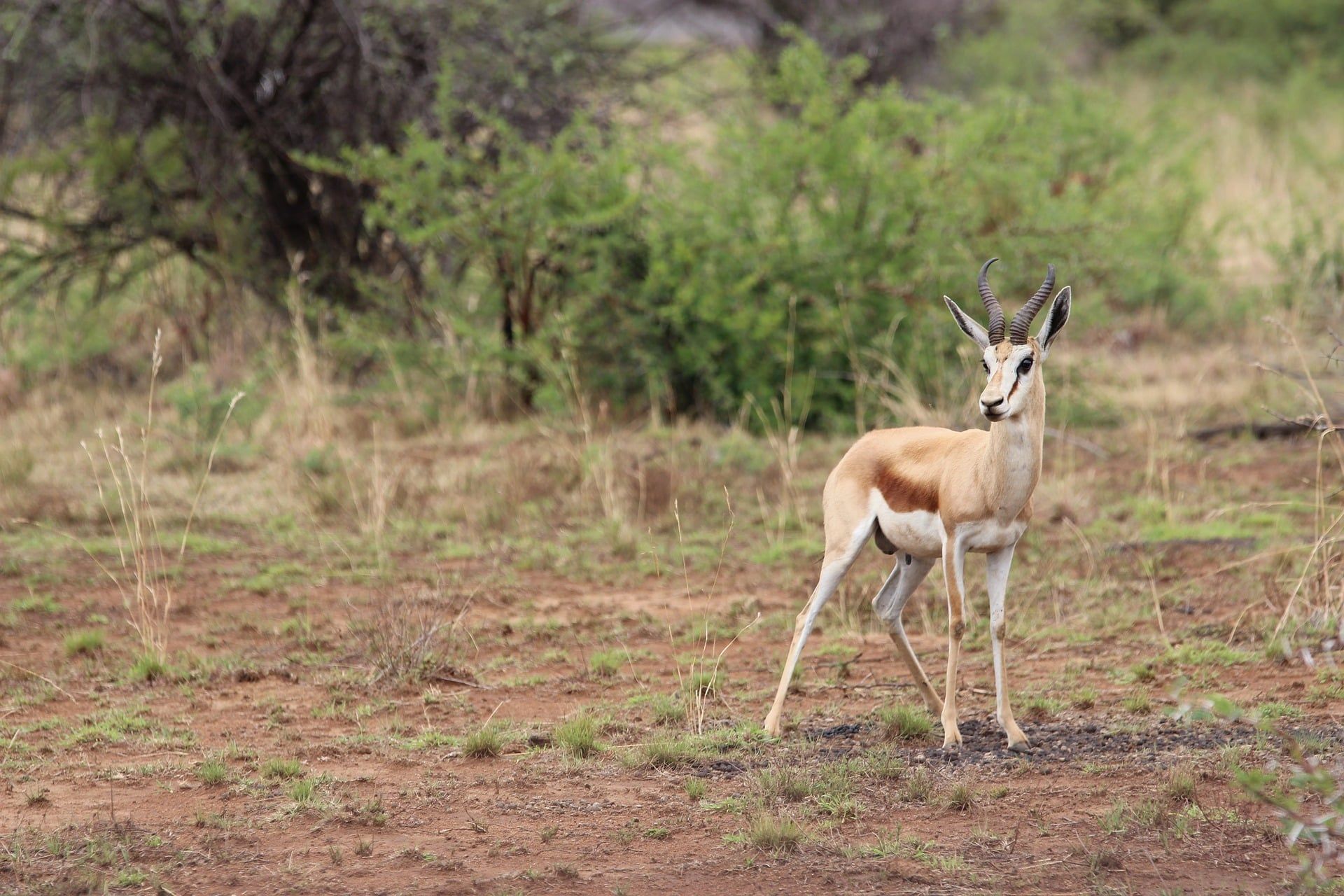 Pilanesberg