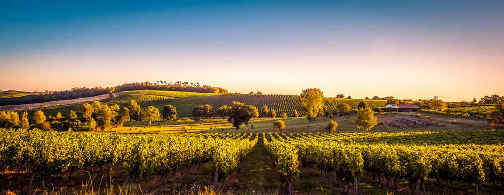 Sunset landscape bordeaux wineyard france, europe Nature