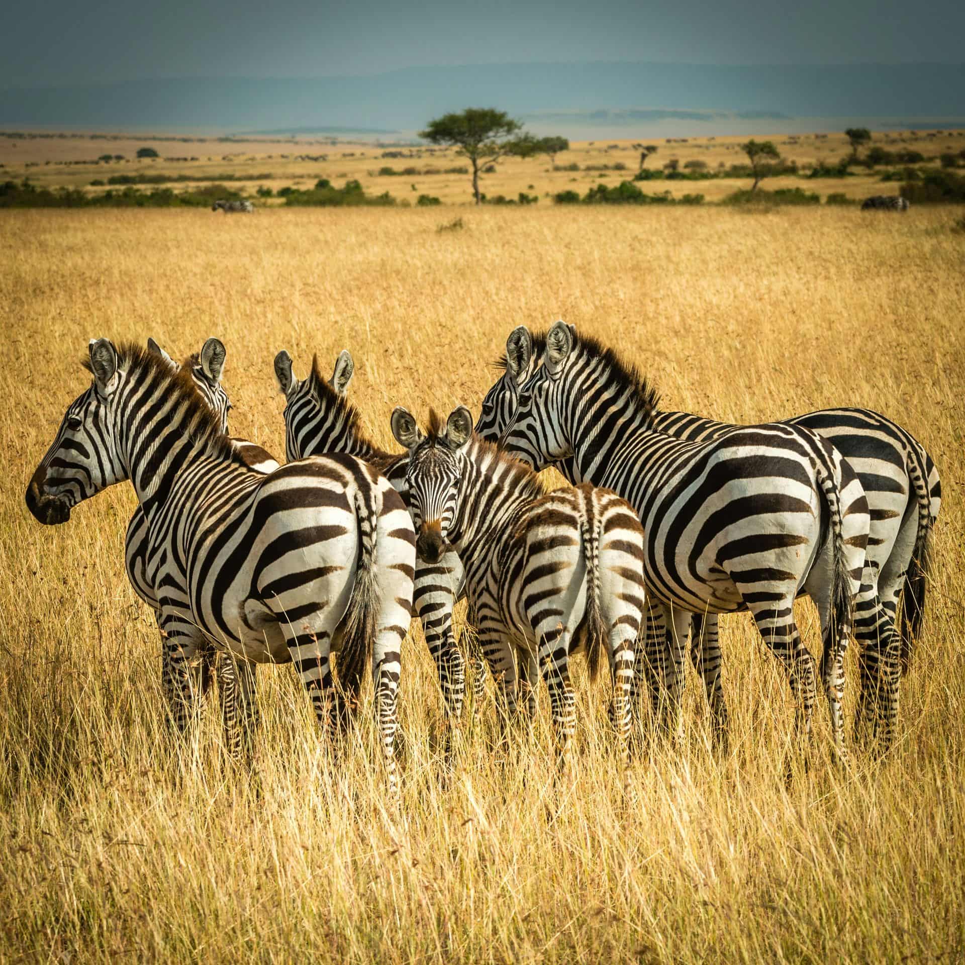 Continue enjoying the Karongwe River Lodge safari programme