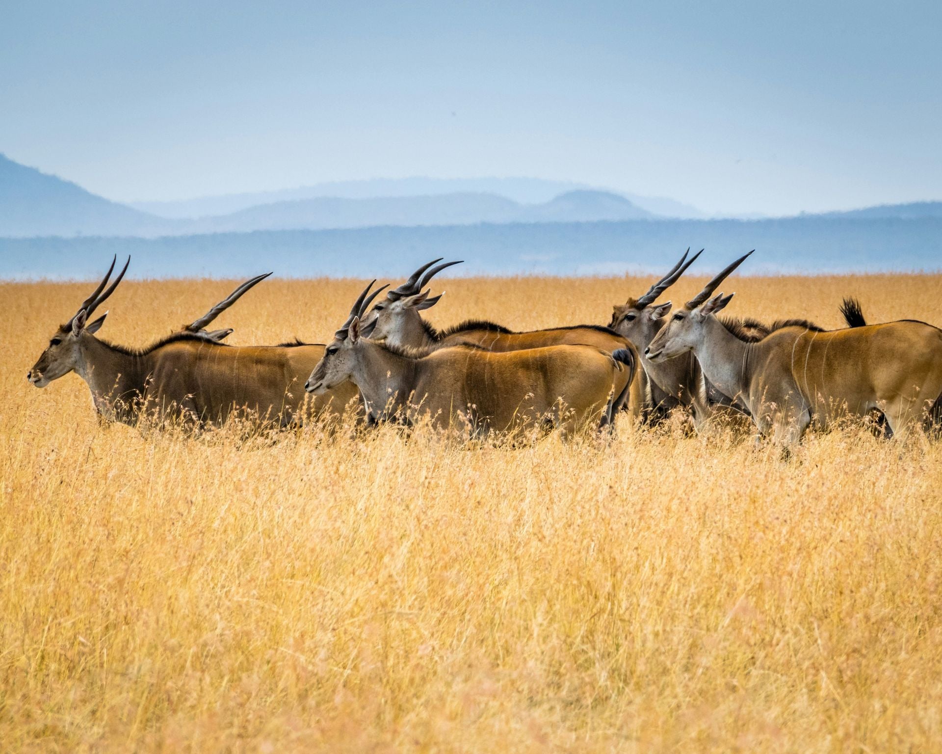 safari