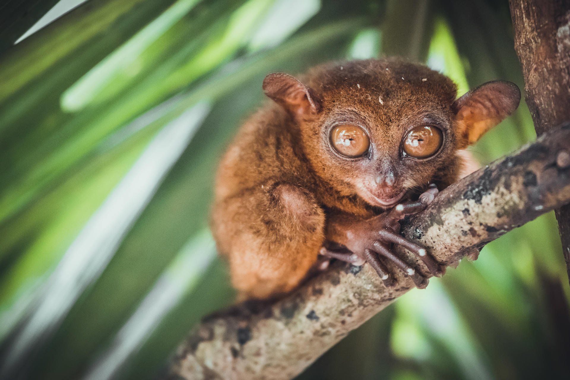 Tarsier, Bohol