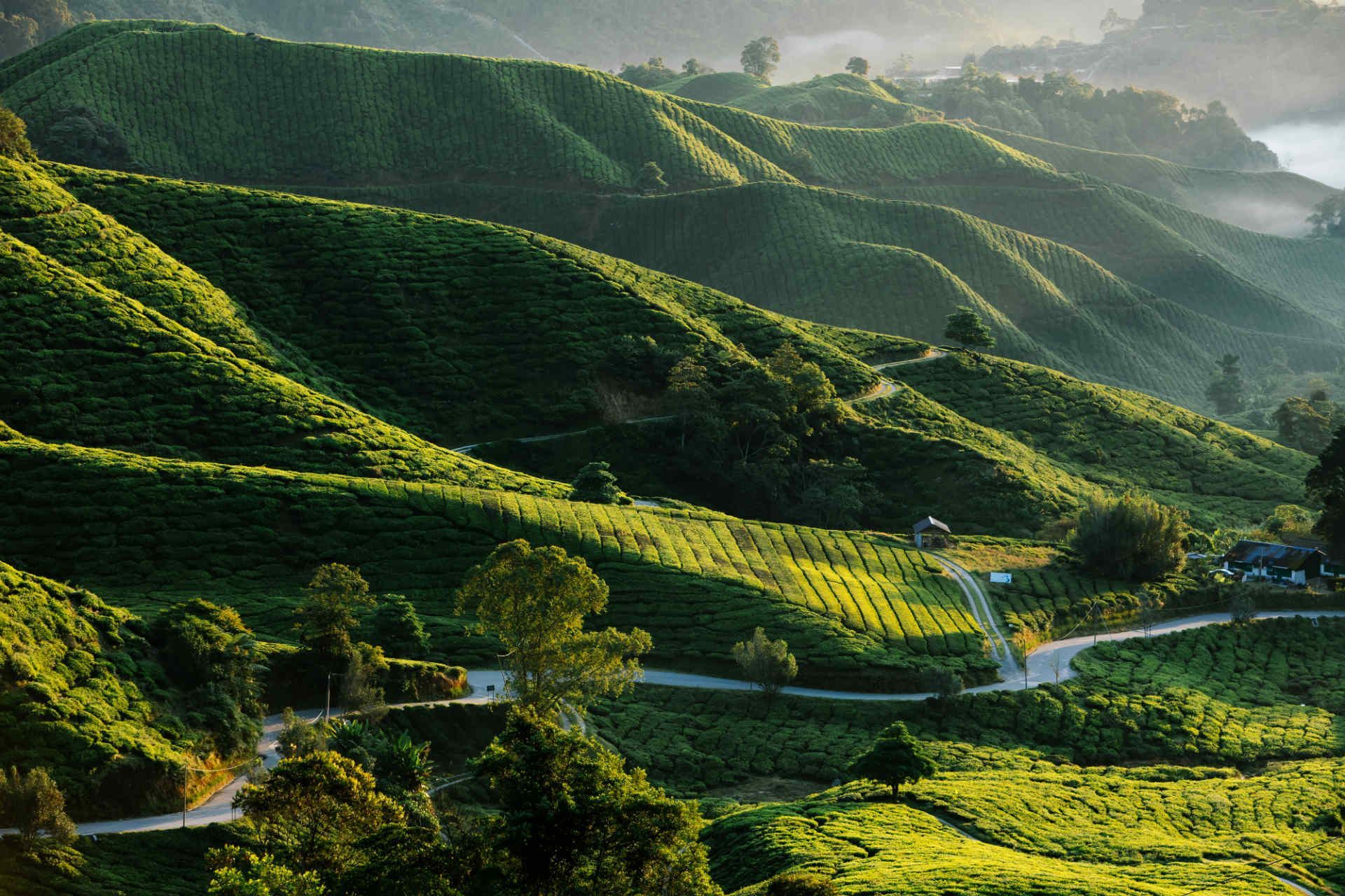 Cameron Highlands, Malaysia