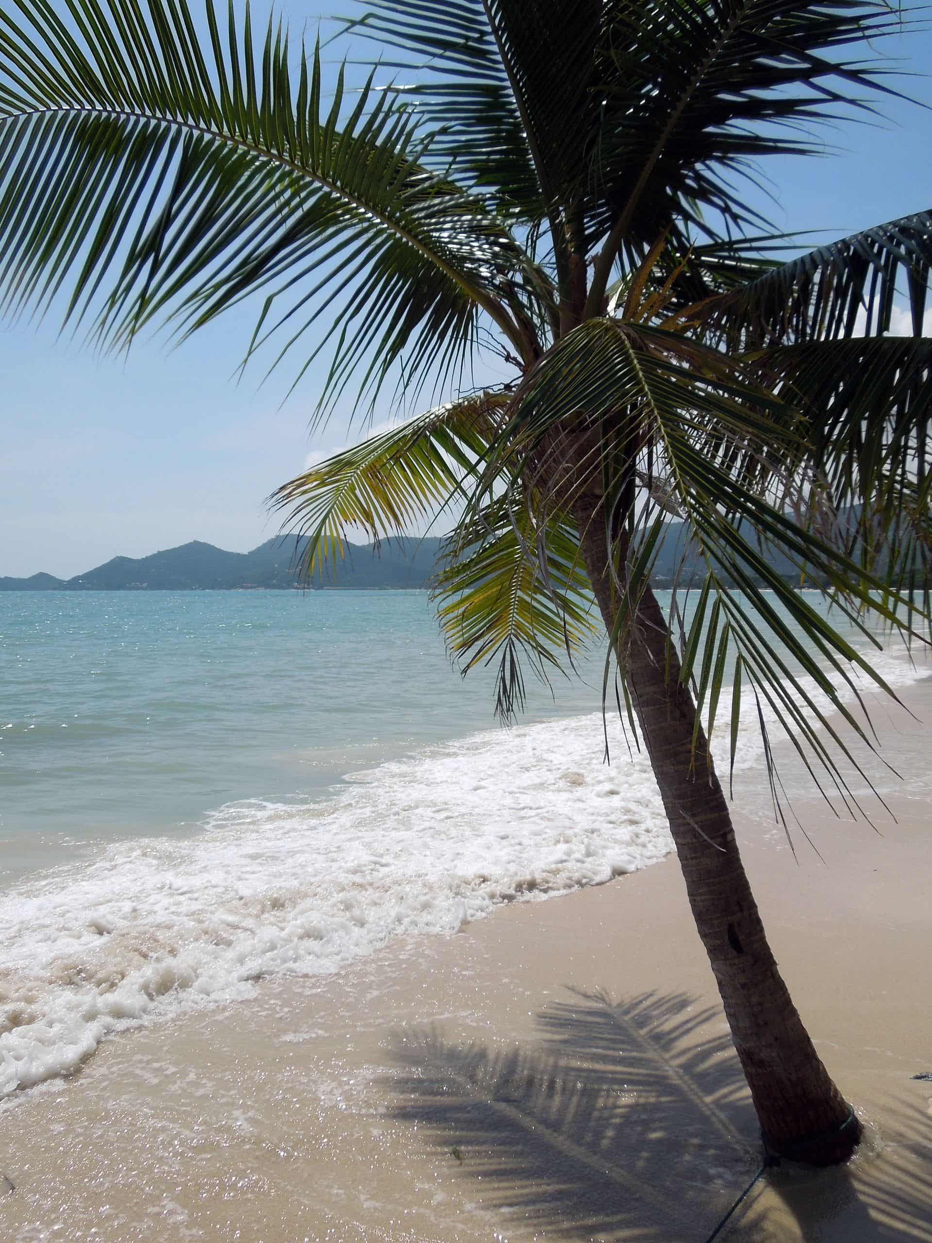 thailand-palm-koh-samui-beach