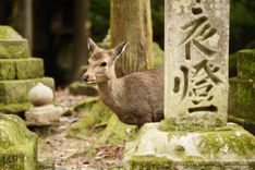 Nara
