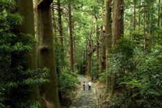 Kumano Kodō