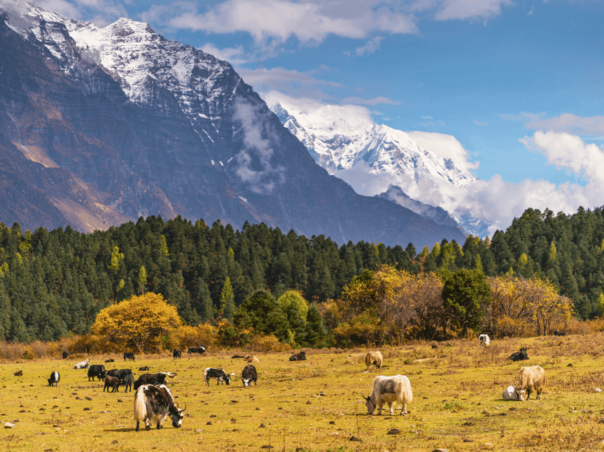 TILJE MANASLU CIRCUIT TREK