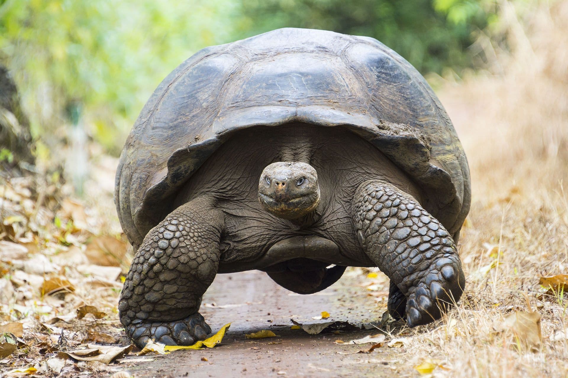 Giant tortoise in El Chato Tortoise Reserve, Galapagos islands (Ecuador) © Alberto Loyo/Shutterstock
