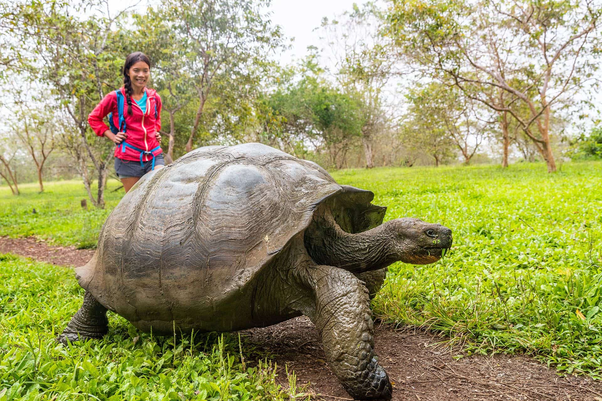 Galapagos Giant Tortoise © Maridav/Shutterstock