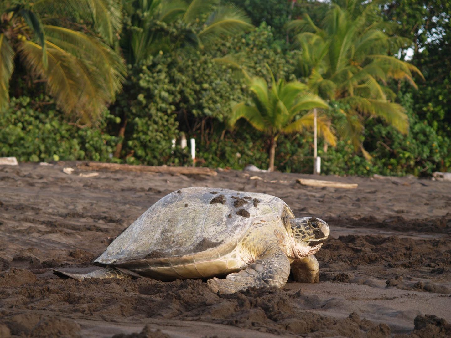 Tortuguero Turtle