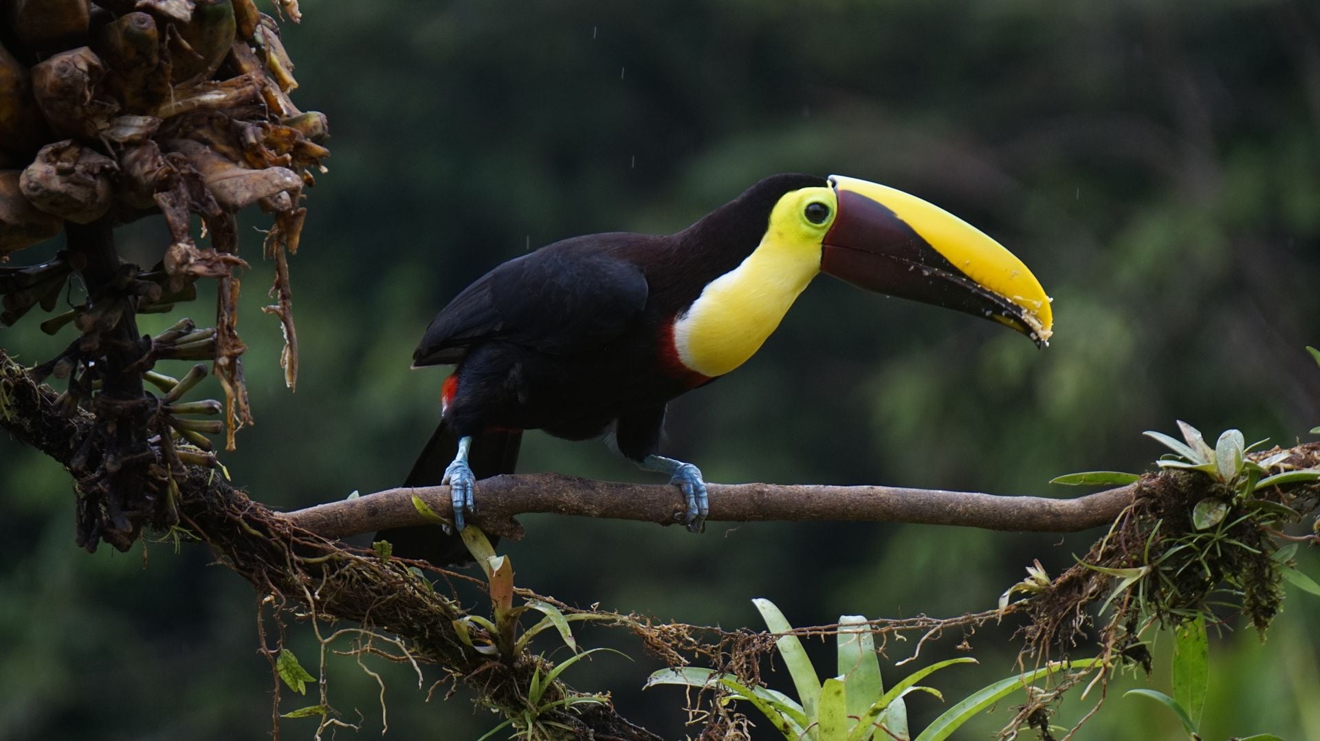 Toucan