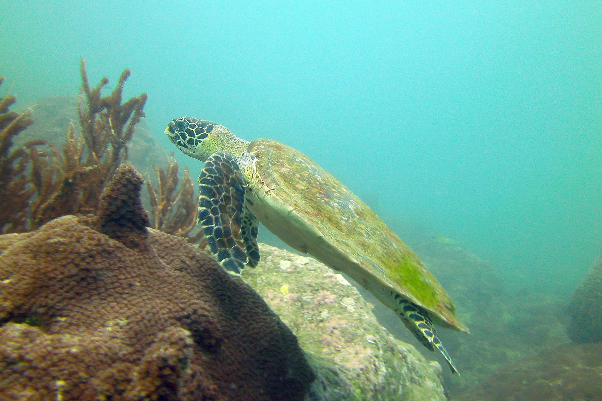 turtle-koh-samui-thailand
