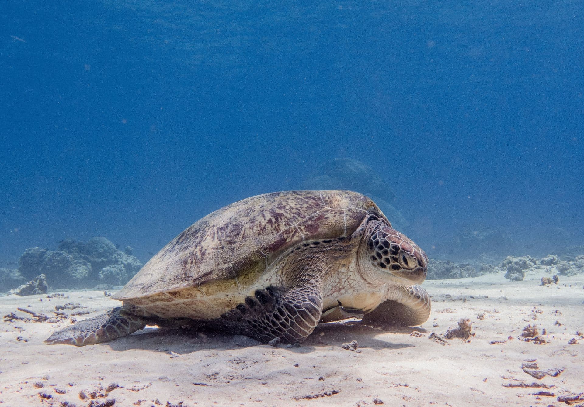 Turtle around the Gili islands