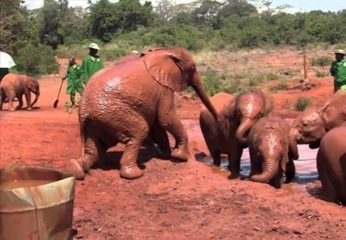 Nairobi Sheldrick Elephant Orphanage  images