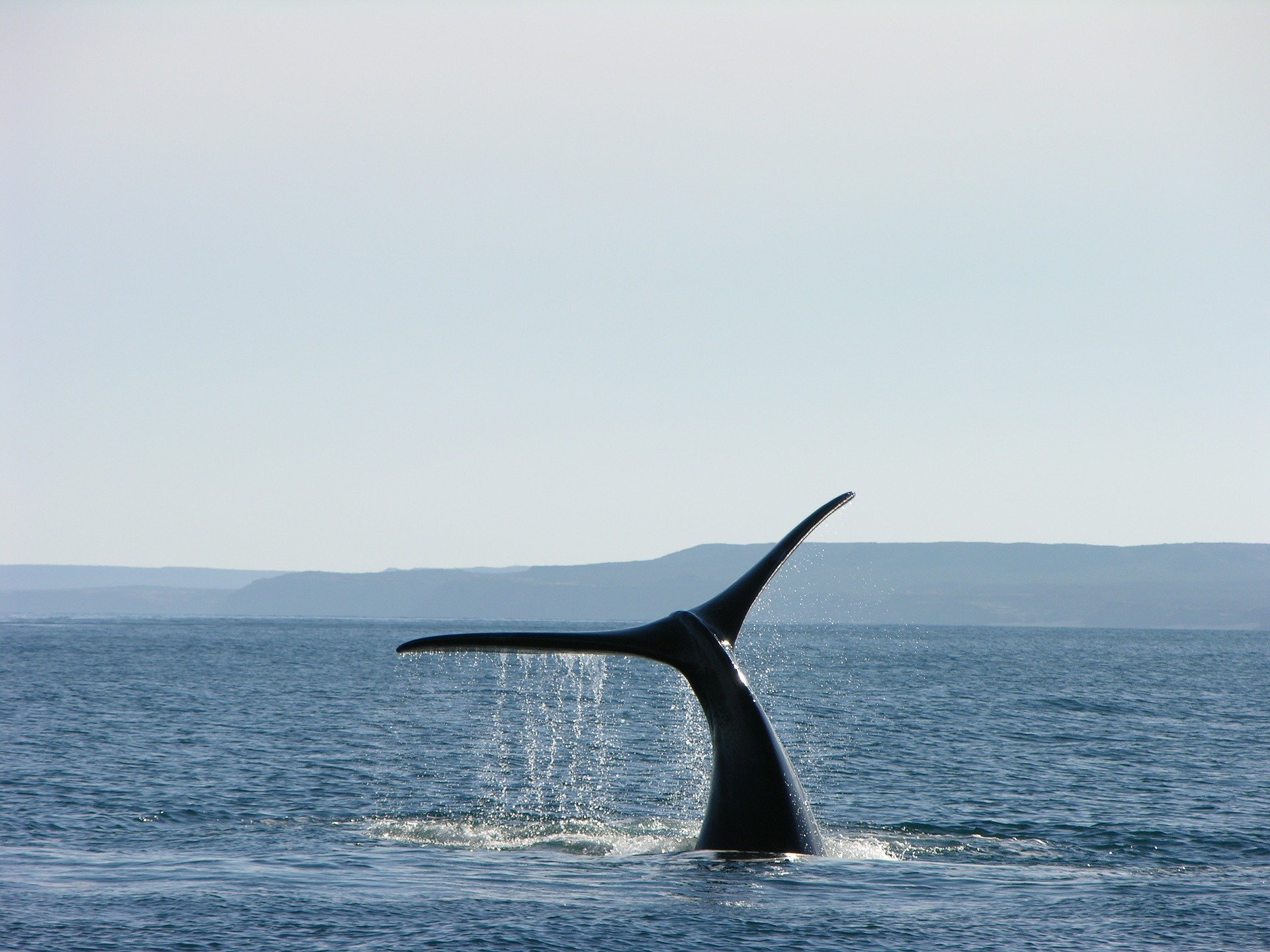 Whale Argentina