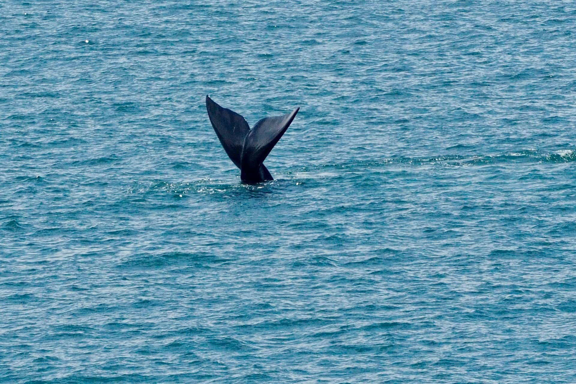 Whale