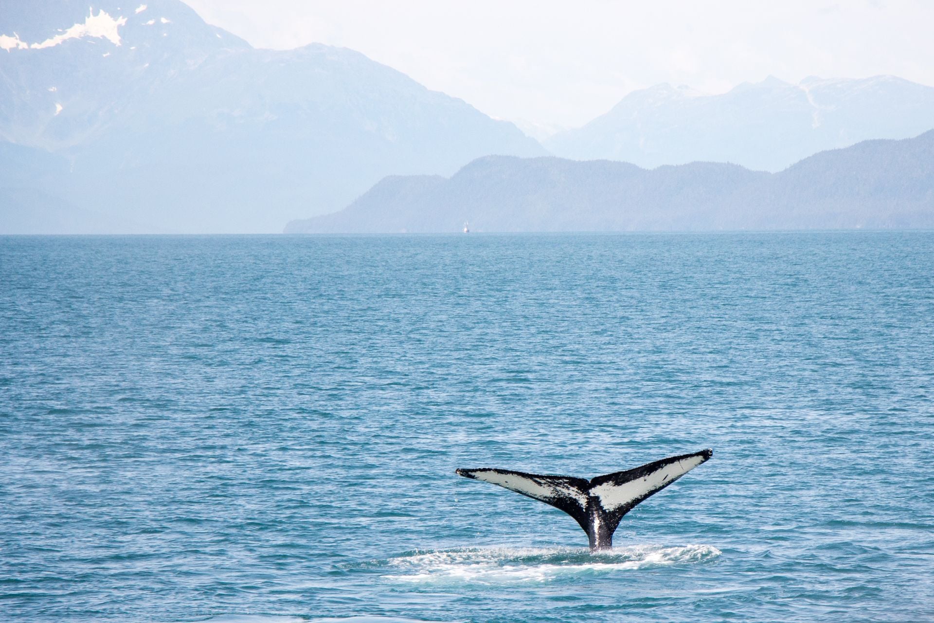 whale-tail-ocean-water-wildlife