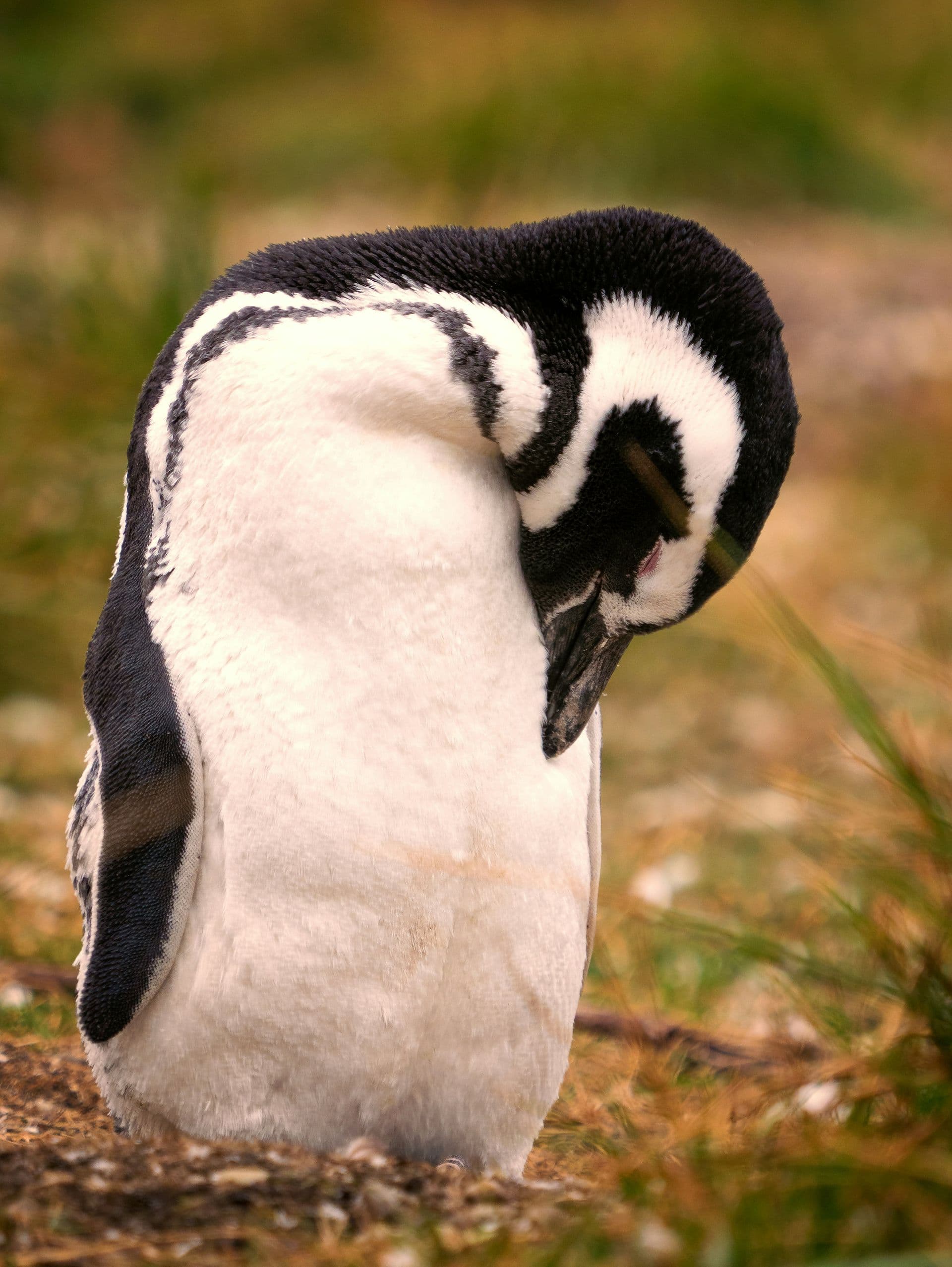 Magellanic Penguin