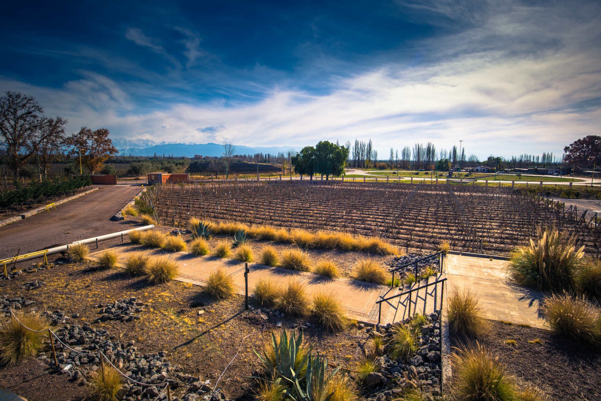 Wineyard in Bodega Mendoza, Argentina