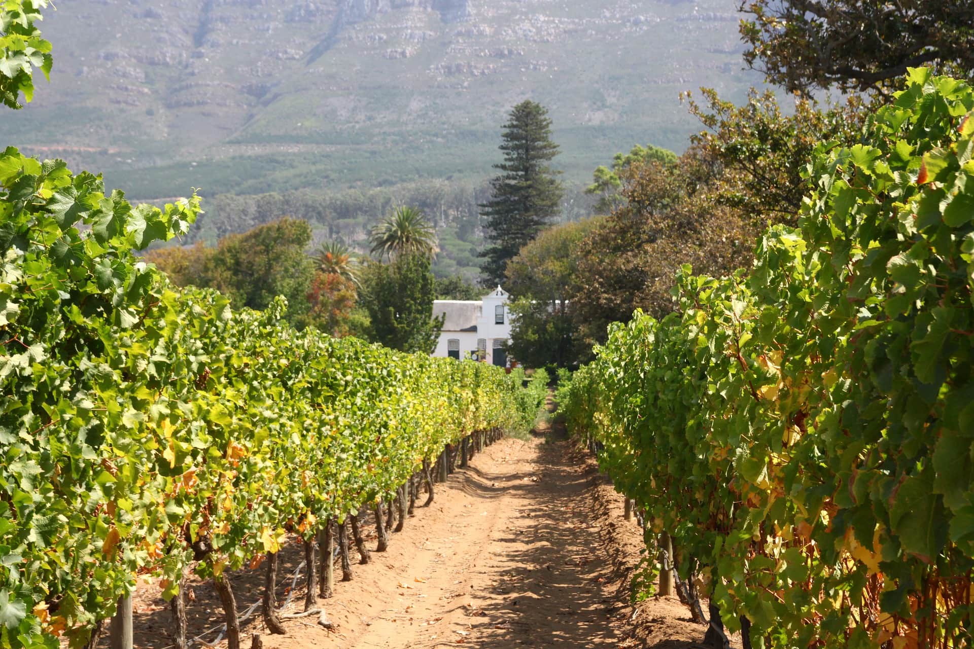 Wineland