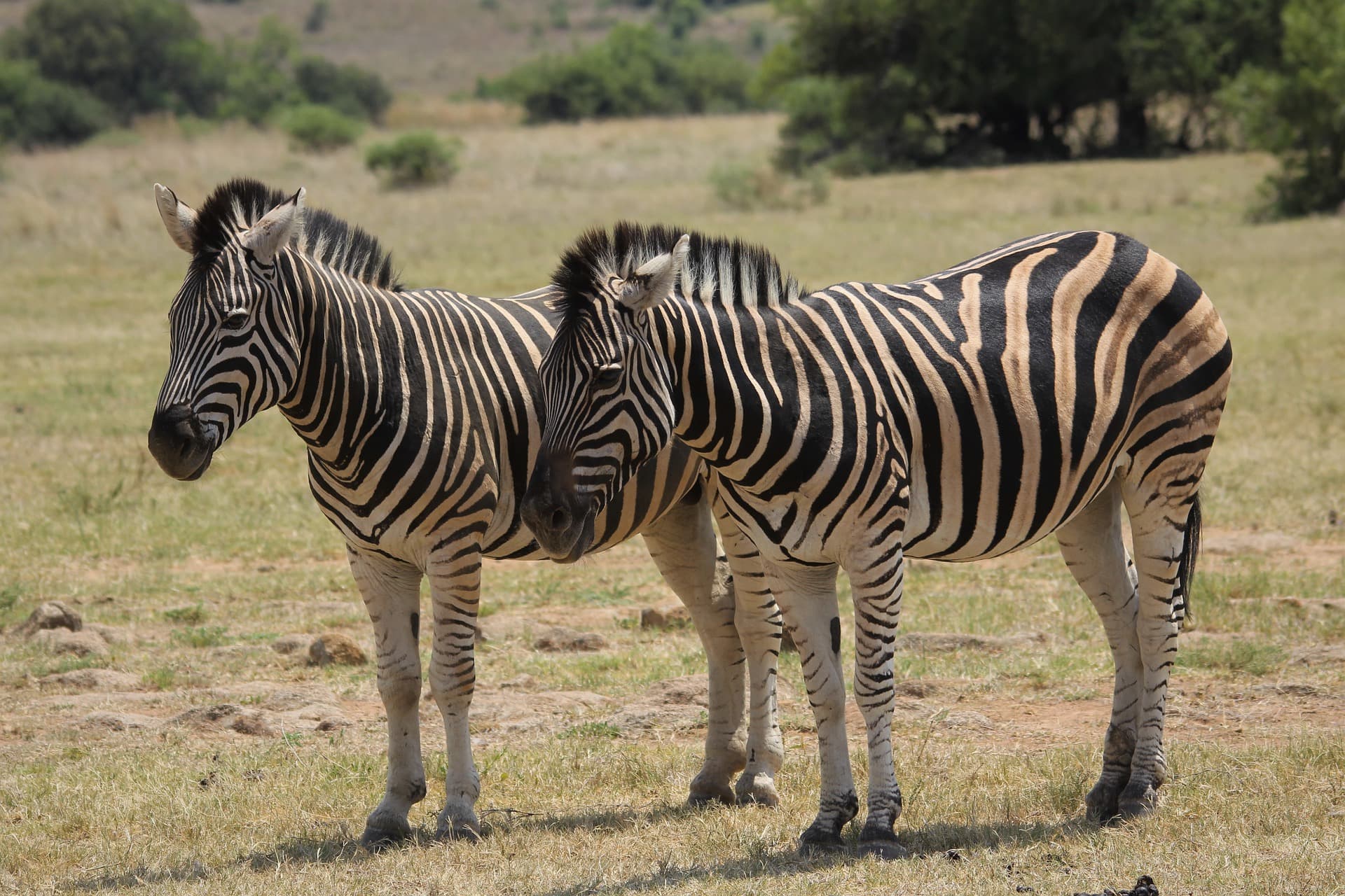 zebra